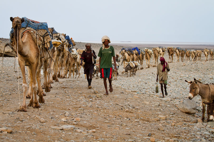  Salt workers are coming home after a hard day work on Lake Asale   Ethiopia